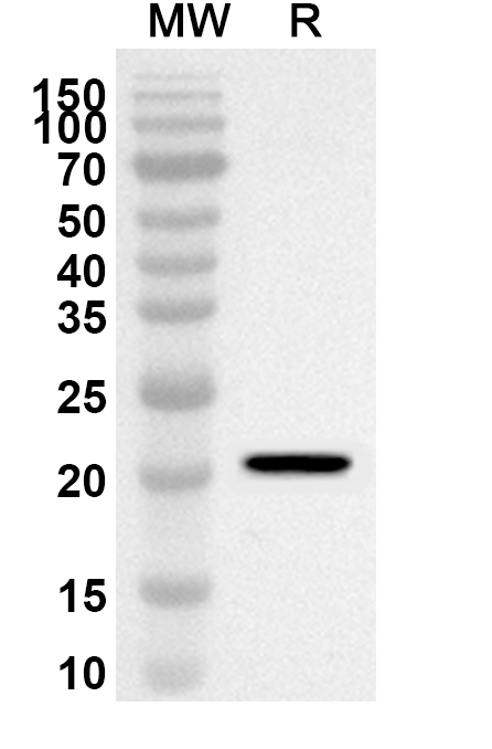 Anti-Mouse CD253/TNFSF10/TRAIL Polyclonal Antibody binds to CD253 Recombinant Protein in WB Assay