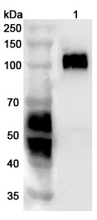 Anti-Mouse CD276/B7-H3 Polyclonal Antibody binds to CD276 Recombinant Protein in WB Assay