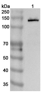 Anti-Mouse CD324/CDH1 Polyclonal Antibody binds to Recombinant Mouse CD324/CDH1 Protein, N-His in WB Assay