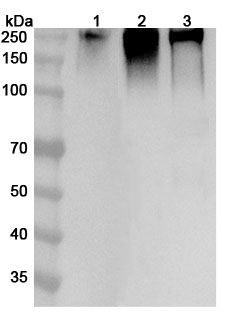 Anti-Mouse CD45/PTPRC Polyclonal Antibody binds to Human CD45 recombinant protein in WB Assay