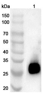 Anti-Mouse CRISP2 Polyclonal Antibody binds to Recombinant Mouse CRISP2 Protein, N-His in WB Assay