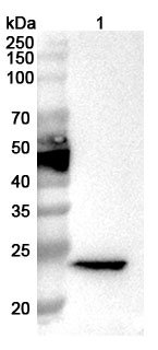 Anti-Mouse Crisp4 Polyclonal Antibody binds to Recombinant Mouse Crisp4 Protein, N-His in WB Assay