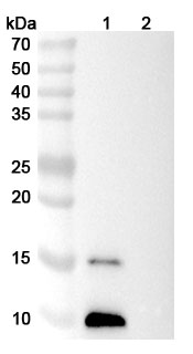 Anti-Mouse CXCL12/SDF-1 Monoclonal Antibody, 30D8 in WB Assay