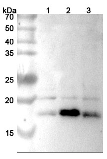 Anti-Mouse FGF2/bFGF Polyclonal Antibody binds to Recombinant Mouse FGF2/bFGF Protein, N-His in WB Assay