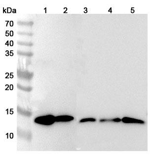 Anti-Mouse Gal1/LGALS1 Polyclonal Antibody binds to Recombinant Mouse Gal1/LGALS1 Protein, N-His in WB Assay