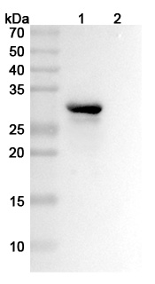Anti-Mouse HMGB1 Antibody (DPH1.1) binds to Mouse HMGB1 Protein, N-His, recombinant protein in WB Assay