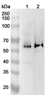 Anti-Mouse IFNAR2 Polyclonal Antibody binds to Mouse IFNAR2 Recombinant Protein, N-His in WB Assay