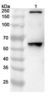 Anti-Mouse IGSF9 Polyclonal Antibody binds to Mouse IGSF9 Recombinant Protein, N-His in WB Assay