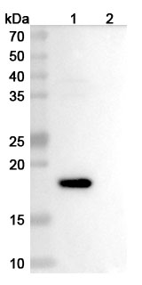 Anti-Mouse IL2 Monoclonal Antibody, JES6-1A12 in WB Assay