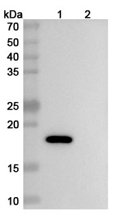 Anti-Mouse IL2 Monoclonal Antibody, S4B6 in WB Assay
