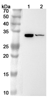 Anti-Mouse IL31 Polyclonal Antibody binds to Recombinant Mouse IL31 Protein, N-His in WB Assay