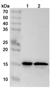 Anti-Mouse IL36B/IL-1F8 Polyclonal Antibody binds to Recombinant Mouse IL36B/IL-1F8 Protein, N-His in WB Assay