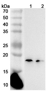 Anti-Mouse IL36G/IL-1F9 Polyclonal Antibody binds to Recombinant Mouse IL36G/IL-1F9 Protein, N-His in WB Assay