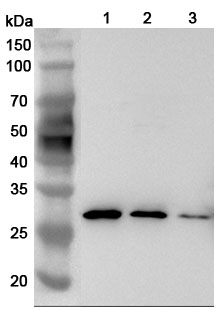Anti-Mouse LGALS3/Galectin-3 Polyclonal Antibody binds to Recombinant Mouse LGALS3/Galectin-3 Protein, N-His in WB Assay
