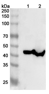 Anti-Mouse LRPAP1 Polyclonal Antibody binds to Human LRPAP1 recombinant protein in WB Assay