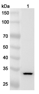 Anti-Mouse MPST Polyclonal Antibody binds to Recombinant Human MPST Protein, N-His in WB Assay