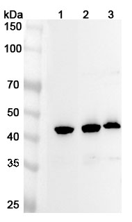 Anti-Mouse NUCB2 Polyclonal Antibody binds to NUCB2, N-His, recombinant protein in WB Assay
