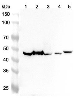Anti-Mouse PLAUR Polyclonal Antibody binds to Mouse PLAUR Recombinant Protein, N-His in WB Assay