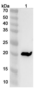 Anti-Mouse Sectm1a Polyclonal Antibody binds to Mouse Sectm1a Recombinant Protein, C-His in WB Assay
