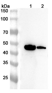 Anti-Mouse TACSTD2/TROP2 Polyclonal Antibody in WB Assay