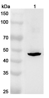 Anti-Mouse TAPBPL Polyclonal Antibody binds to Recombinant Mouse TAPBPL Protein, N-His in WB Assay