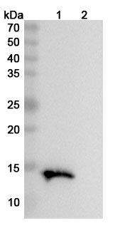 Anti-Mouse TIGIT Antibody (SAA2311) binds to Mouse TIGIT recombinant protein in WB Assay