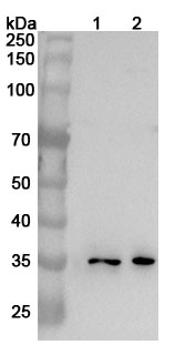 Anti-Mouse TNFSF9/4-1BBL Polyclonal Antibody binds to Human TNFSF9 recombinant protein in WB Assay