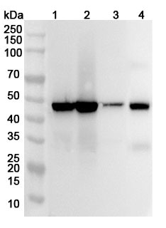 Anti-Mouse TXNDC5 Polyclonal Antibody binds to Recombinant Human TXNDC5 Protein, N-His in WB Assay