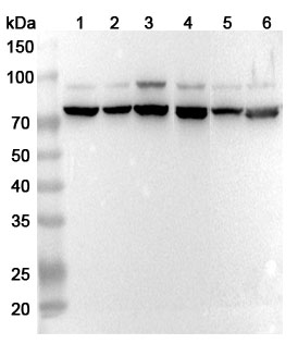 Anti-Mouse VSIG1 Polyclonal Antibody binds to Recombinant Mouse VSIG1 Protein, N-His in WB Assay