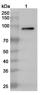 Anti-MPO Polyclonal antibody binds to MPO (Cys606-Ser745), N-His, recombinant protein in WB Assay