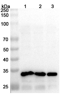 Anti-MPOX A5L Polyclonal Antibody binds to Recombinant MPOX A5L Protein, N-GST & C-His in WB Assay