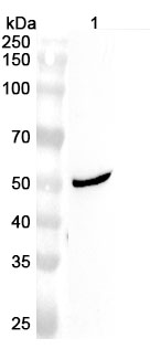 Anti-MPP1 Polyclonal Antibody binds to Human MPP1 Recombinant Protein, N-His in WB Assay
