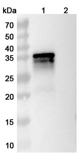 Anti-MPXV B6R/SL-159 Antibody (hMB621) in WB Assay