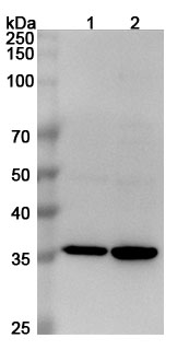 Anti-MSTN Polyclonal Antibody binds to MSTN, N-His, recombinant protein in WB Assay