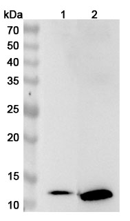 Anti-MTPN Polyclonal Antibody binds to Recombinant Human MTPN Protein, N-His in WB Assay