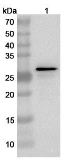 Anti-Mycoplasma pneumoniae P30 adhesin Polyclonal Antibody binds to Recombinant Mycoplasma pneumoniae P30 adhesin Protein, N-His in WB Assay
