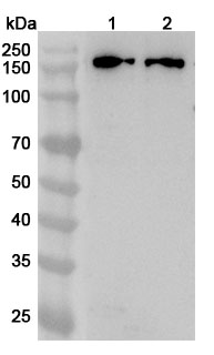 Anti-NCOA2 Polyclonal Antibody binds to Recombinant Human NCOA2 Protein, N-His in WB Assay
