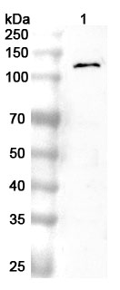 Anti-NFKB2 Polyclonal antibody binds to Recombinant Human NFKB2, N-His in WB Assay