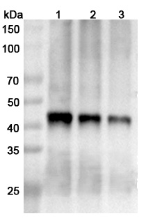 Anti-Nipah virus/HeV F/Fusion glycoprotein F0 Polyclonal Antibody in WB Assay