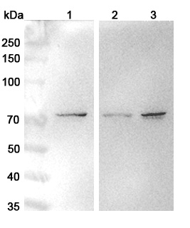 Anti-NOSTRIN Polyclonal antibody binds to Recombinant Human NOSTRIN, N-His in WB Assay