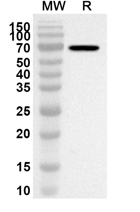 Anti-NSP13 polyclonal antibody in WB Assay