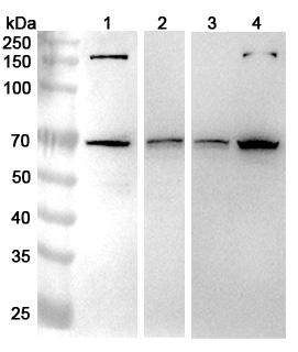 Anti-NUP85 Polyclonal antibody binds to Recombinant Human NUP85, N-His in WB Assay