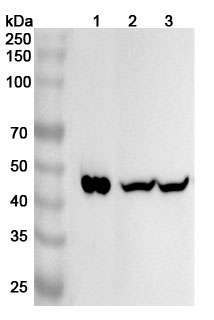 Anti-ORM2 Polyclonal antibody in WB Assay