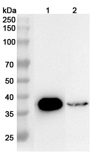 Anti-OTC Polyclonal antibody binds to Human OTC Recombinant Protein, N-His in WB Assay