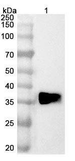 Anti-PD-L1 & VEGF Bispecific Antibody in WB Assay