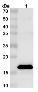 Anti-PDCoV M/Membrane protein Polyclonal Antibody in WB Assay