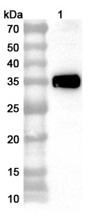 Anti-PDCoV Nsp5/Mpro/3CL Polyclonal Antibody in WB Assay