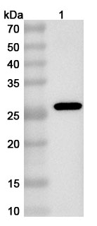 Anti-PDCoV S1/Spike glycoprotein 1 (NTD) Polyclonal Antibody in WB Assay