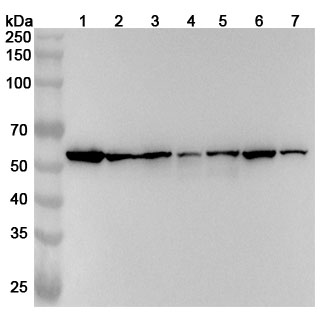 Anti-PDIA3 Polyclonal Antibody binds to Recombinant Human PDIA3 Protein, N-His in WB Assay