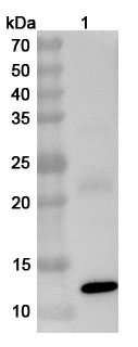 Anti-Peach Pru p 1/Pru p 3 Polyclonal Antibody binds to Recombinant Peach Pru p 1/Pru p 3 Protein, C-His in WB Assay